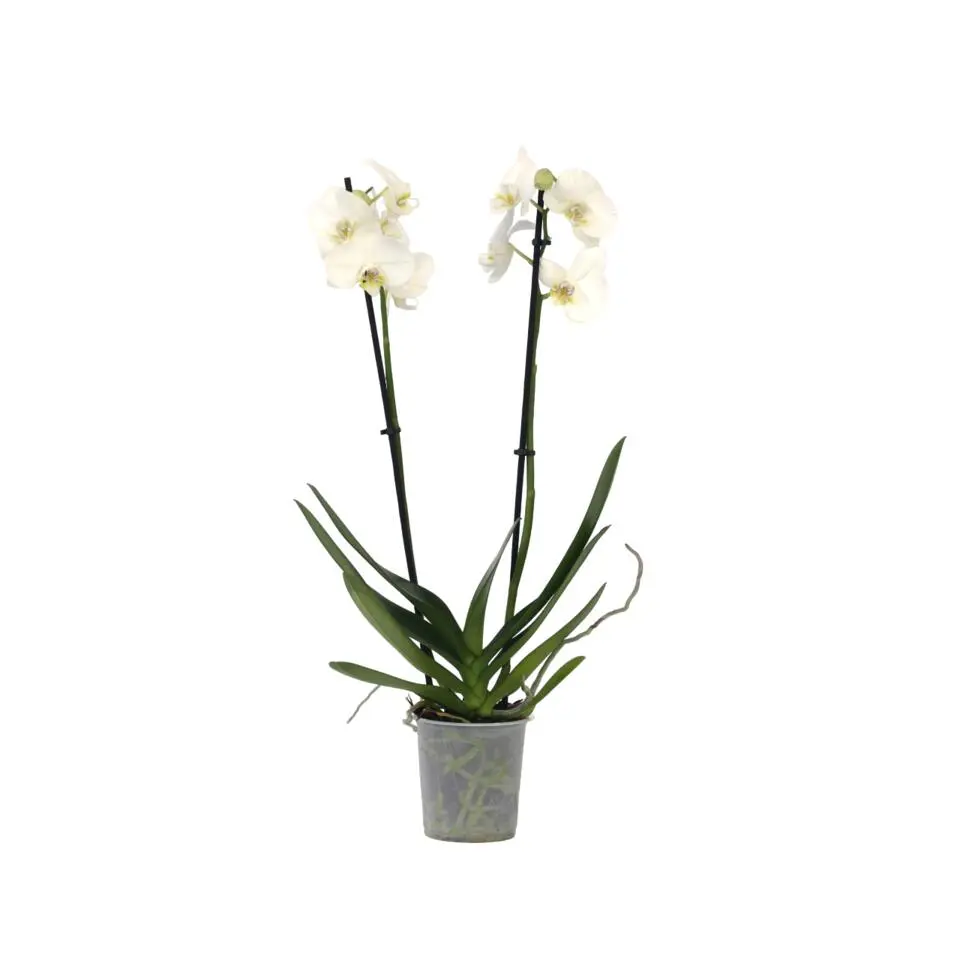 Orchidee - Phalaenopsis - Hoogte 50-60cm - ⌀12cm