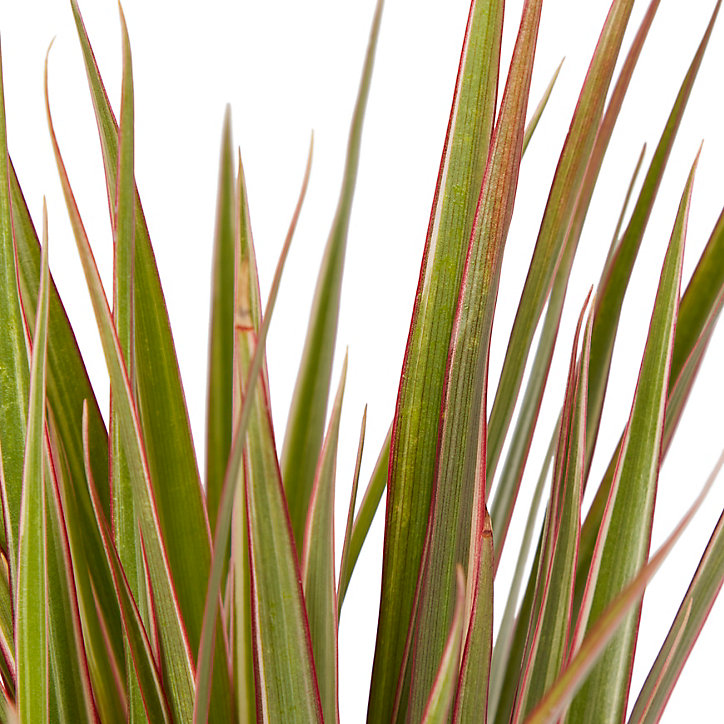 Plante en pot Dragonnier - 10,5 cm