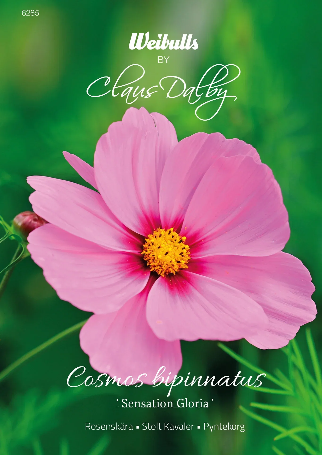 Cosmos bipinnatus 'Sensation Gloria' Rosenkrans 'Sensation Gloria'