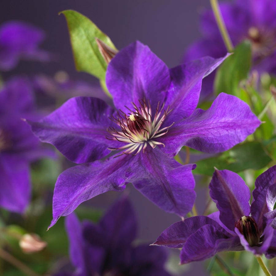 Bosrank (Clematis 'The President') D 23 H 117 cm