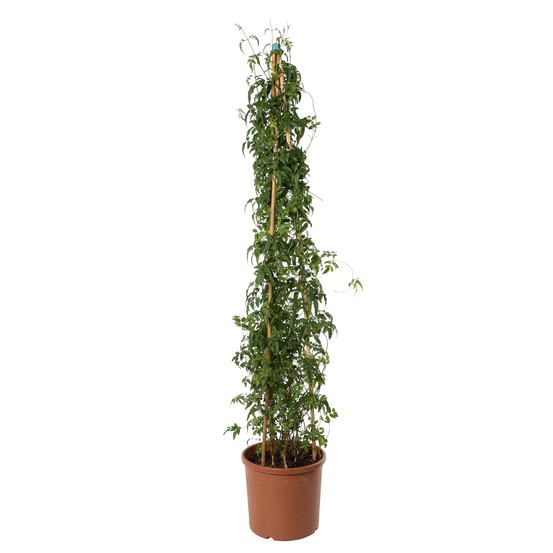 Jasminum polyanthum H120cm - pot D24cm