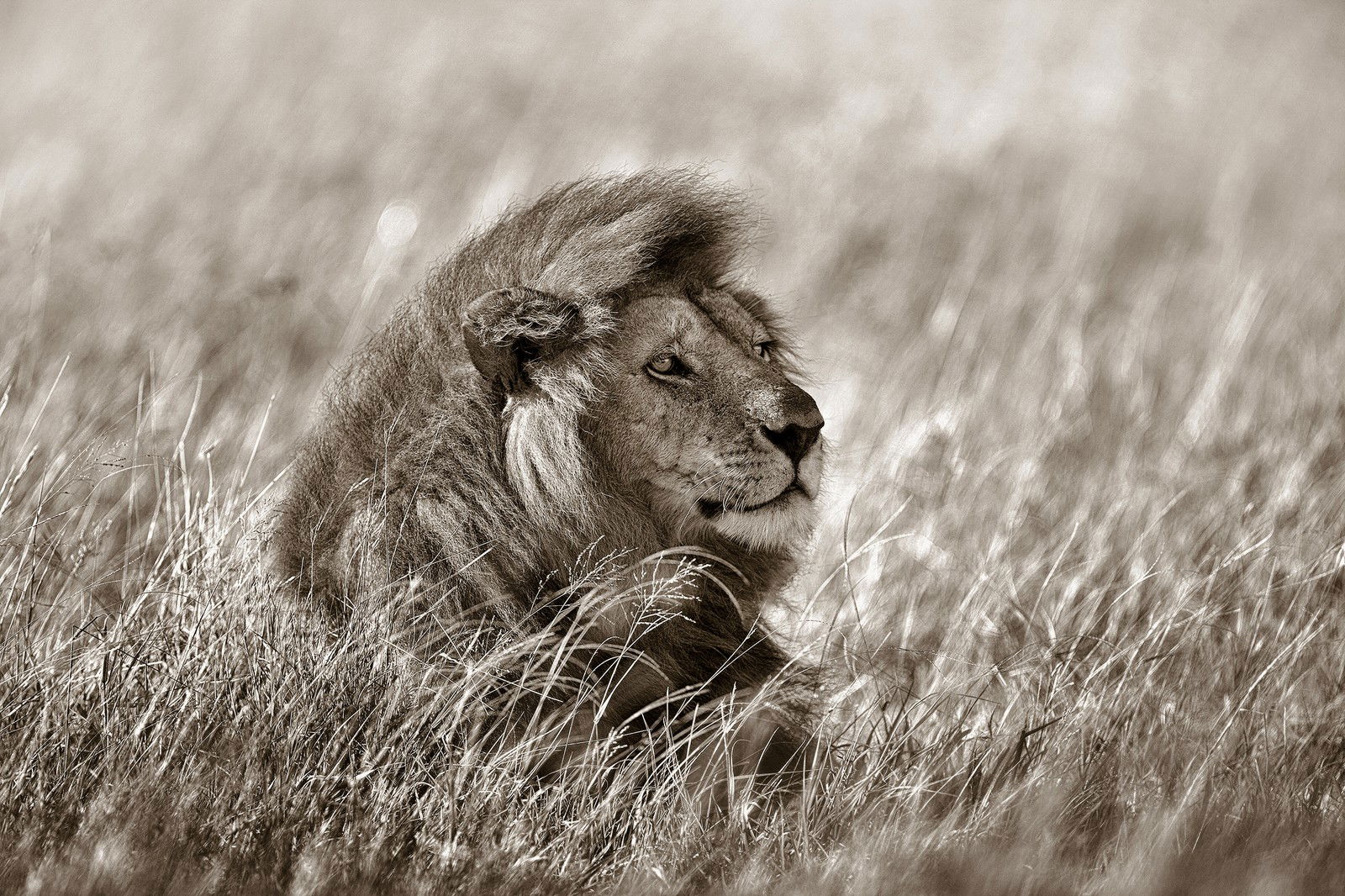 Lion in Grass by Horst Klemm - Limited Edition. Edition of: 150. Signed.