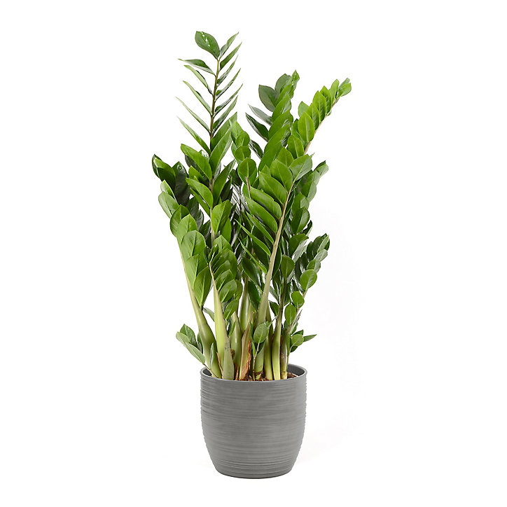 Zamioculas 21cm avec cache pot rayures grises