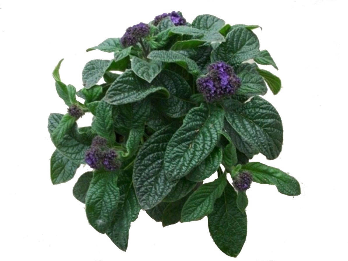 Heliotroop (Heliotropium) D 13 H 15 cm