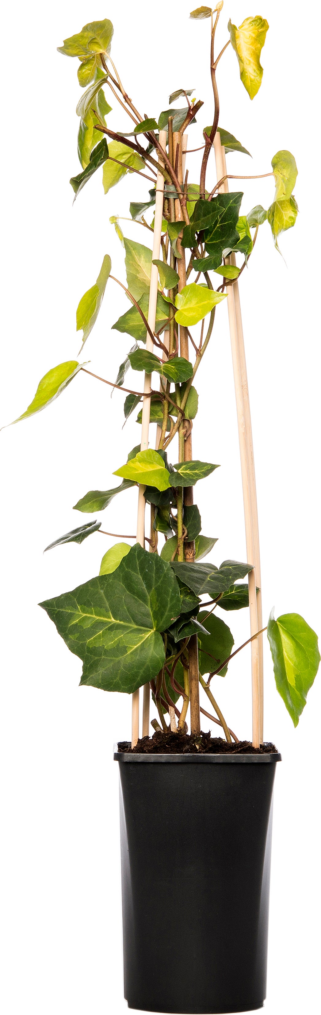 Klimop (Hedera colchica 'Sulphur Heart') D 16 H 75 cm