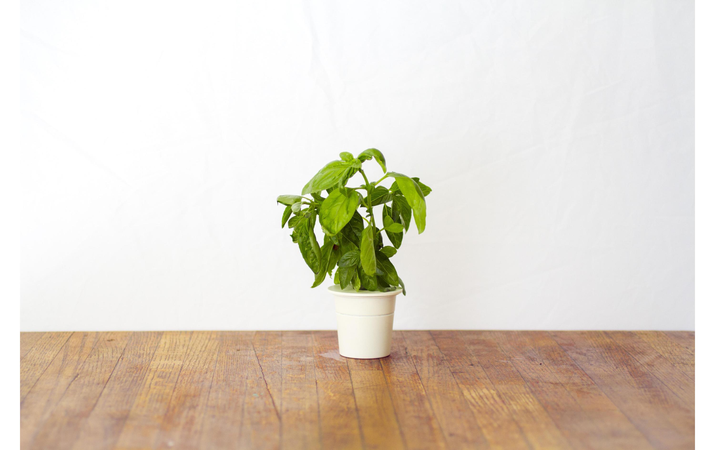 Samen BasilikumNachfüllpackung zum Smart Herb Garden