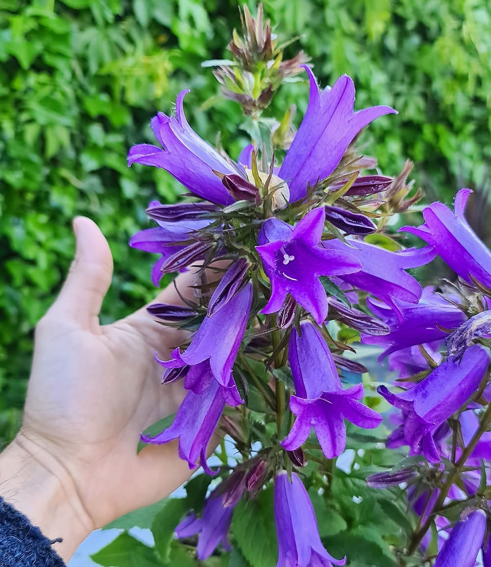 Campanula 'Rebelle®' ('AB1')