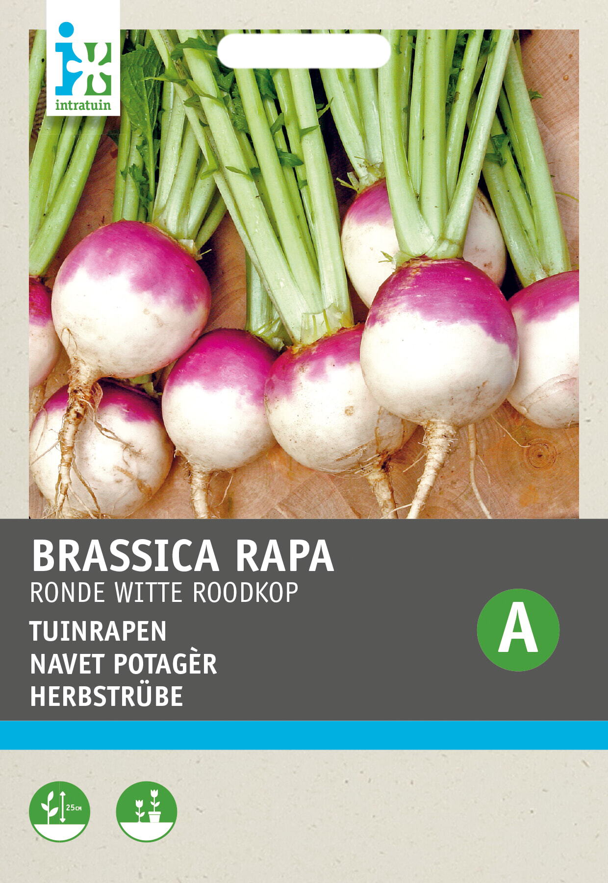 Intratuin groentezaad Tuinrapen (Brassica rapa 'Ronde Witte Roodkop')