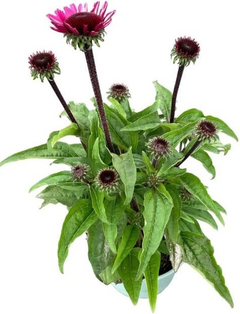 Zonnehoed (Echinacea purpurea 'SunSeekers Magenta') D 17 H 45 cm