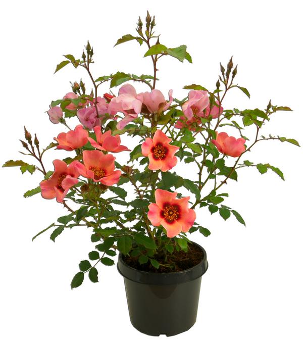Persische Rosen, verschiedene Farben