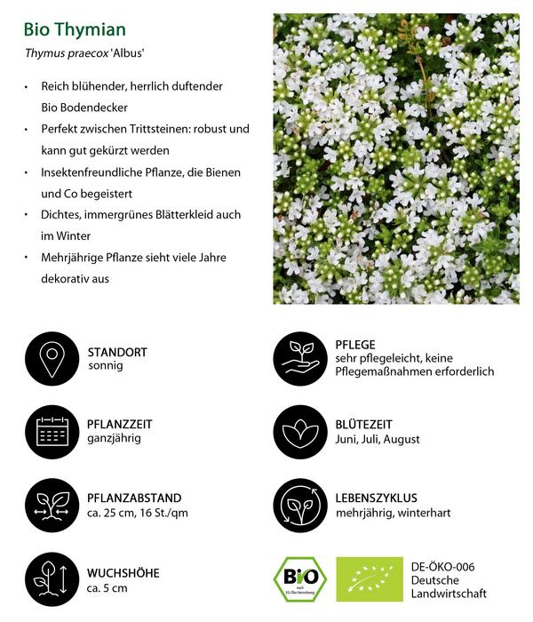 Bio Stauden-Set Duftender Thymian, 18-teilig