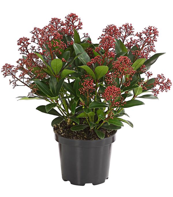 Blütenskimmie 'Rubella'