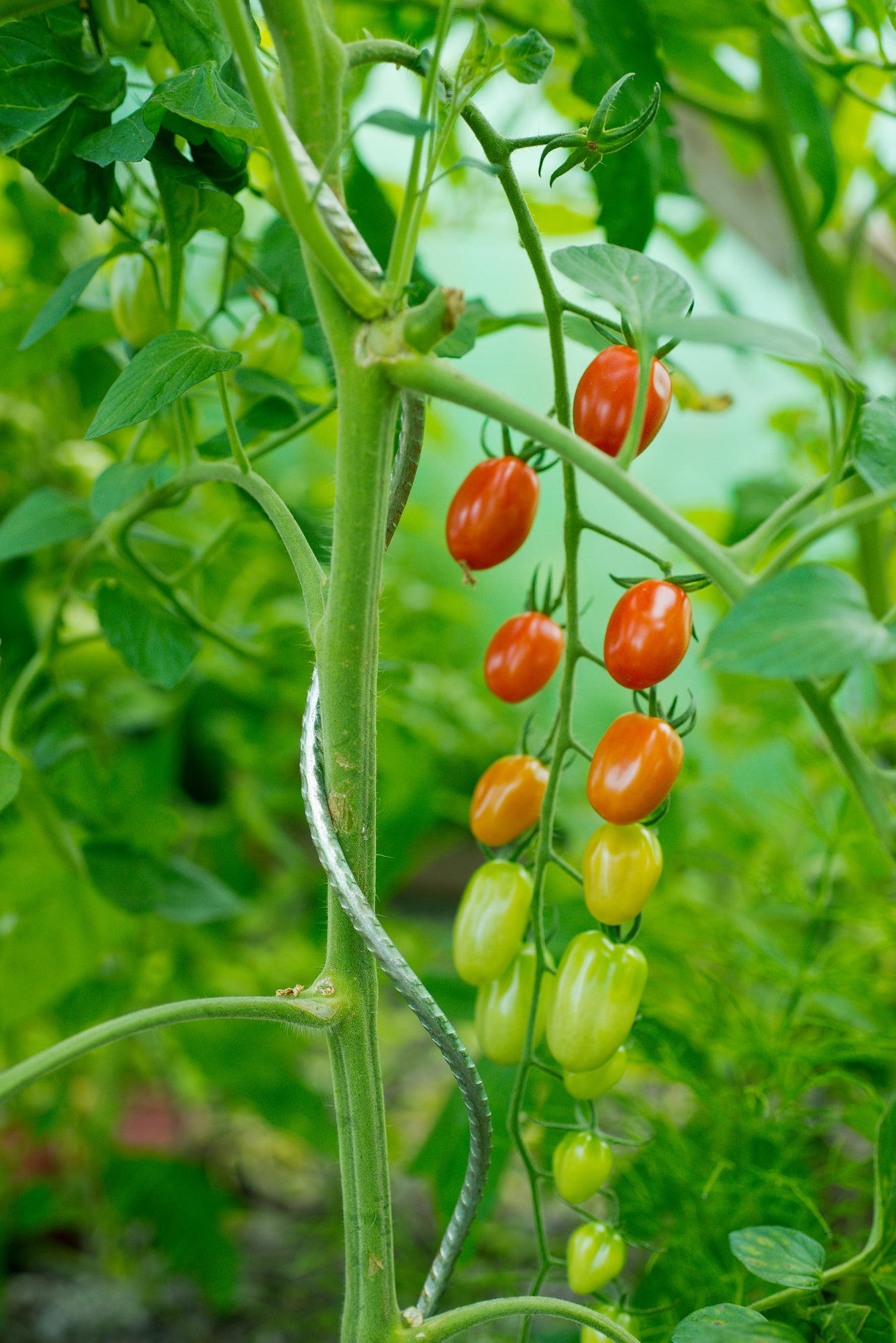 Nature tomatensteun 180cm