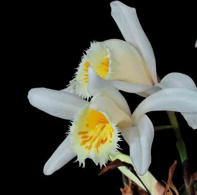 Pleione grandiflora taille pot de 1 litre - 0/40 cm