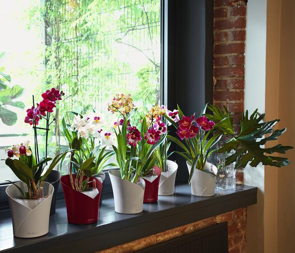 LECHUZA® ORCHIDEA, All-in-One Set, ca.