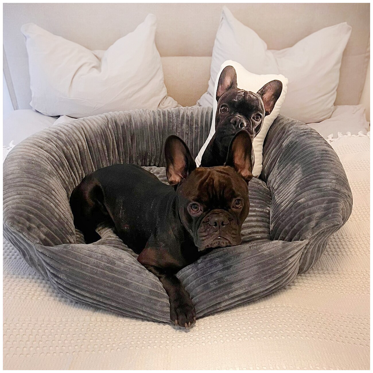 Wallace & Jones Hundebett Cordo dunkelgrau S