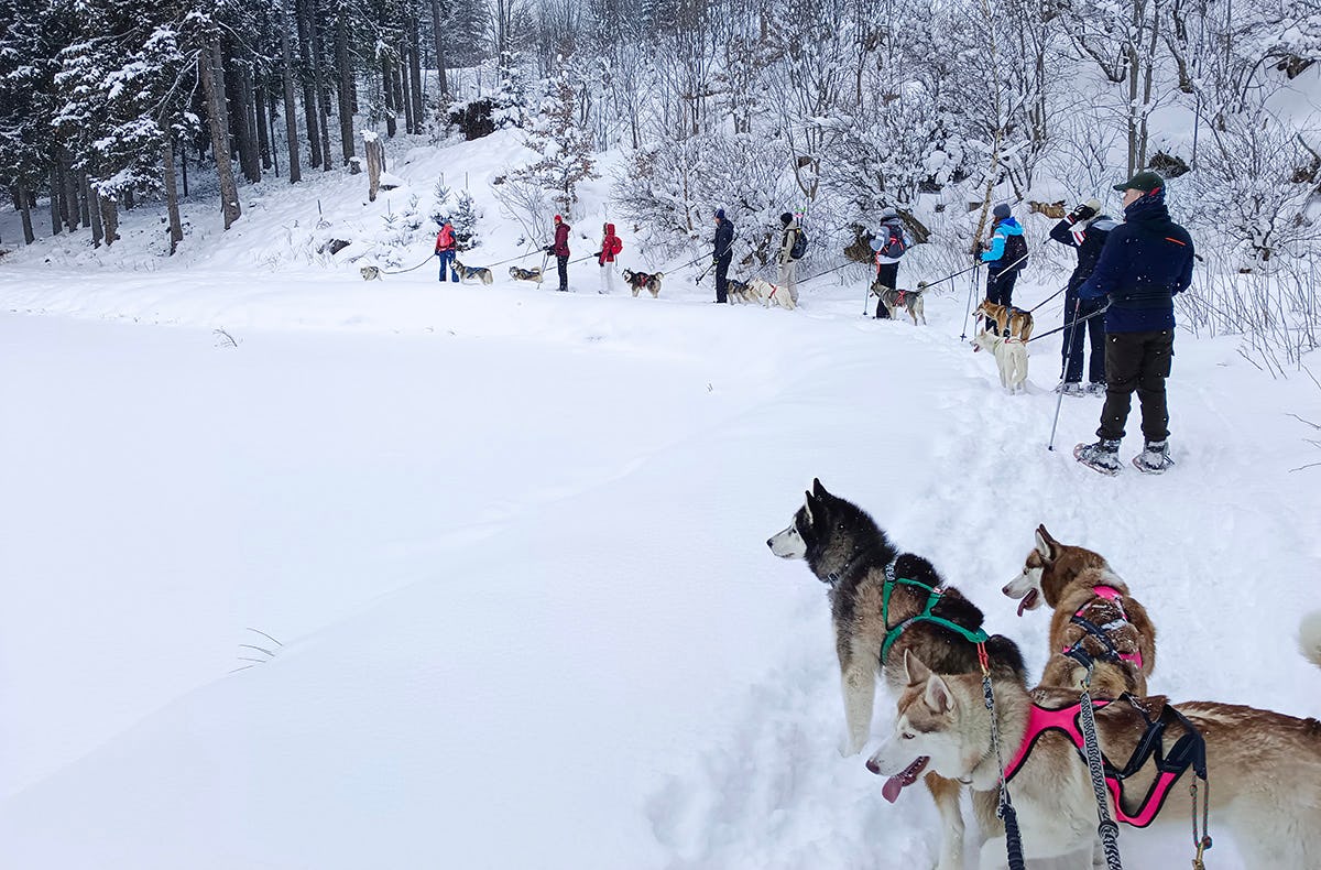 Husky Schneeschuhtrekking Postalm