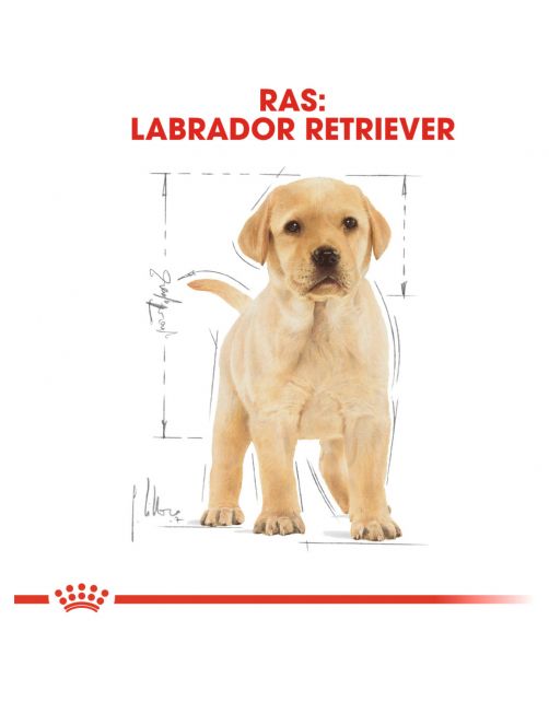 Royal Canin Labrador Retriever - Puppy-Hondenvoer
