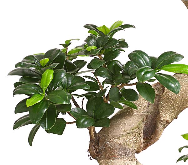 Chinesische Feige - Ficus microcarpa