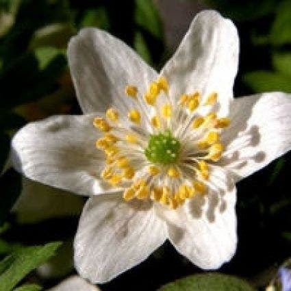 Bosanemoon (Anemone nemorosa) D 9 H 10 cm