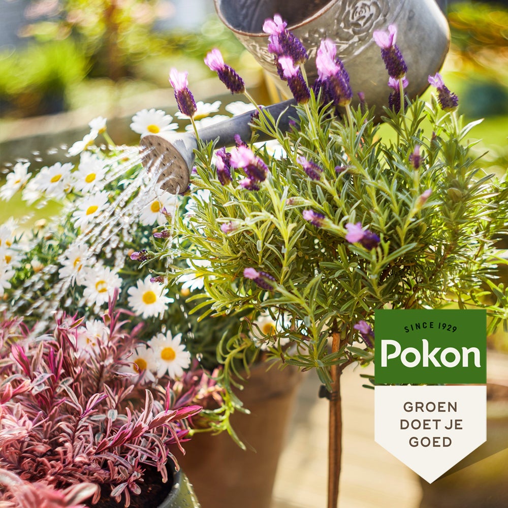 Pokon Bio Terras en Balkon Planten voeding 1 L