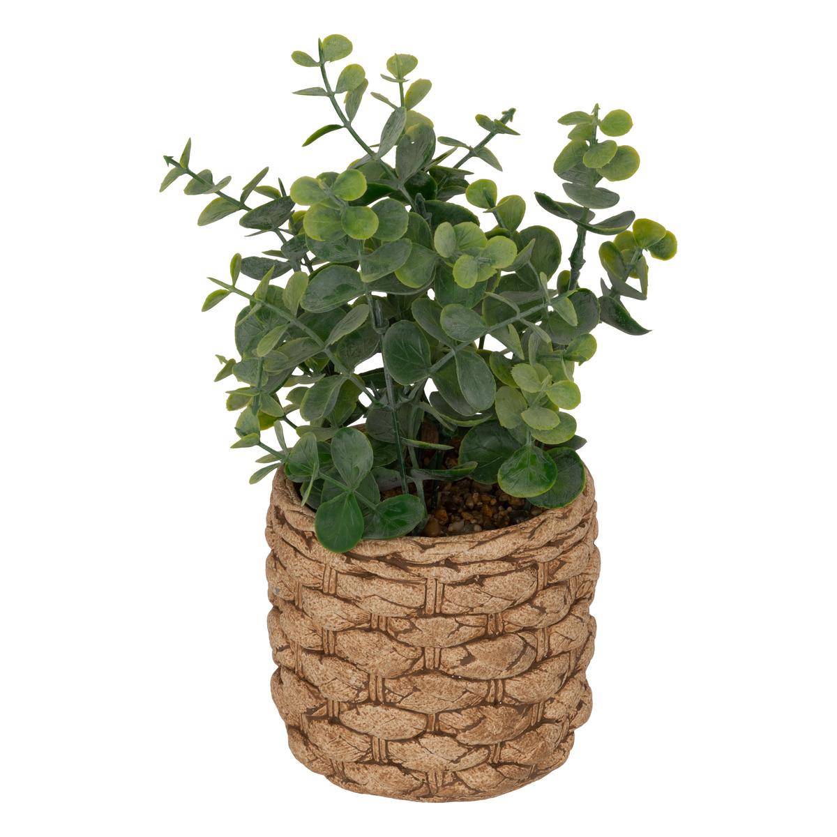 EUCALYPTUS POT CIMENT TRESSE JAYE H.27CM