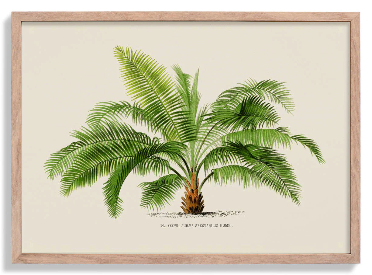Jubaea Spectabilis Palm Tree Kunstdruck