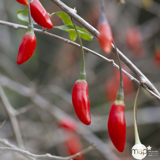Goji bio : pot de 1,5 litres