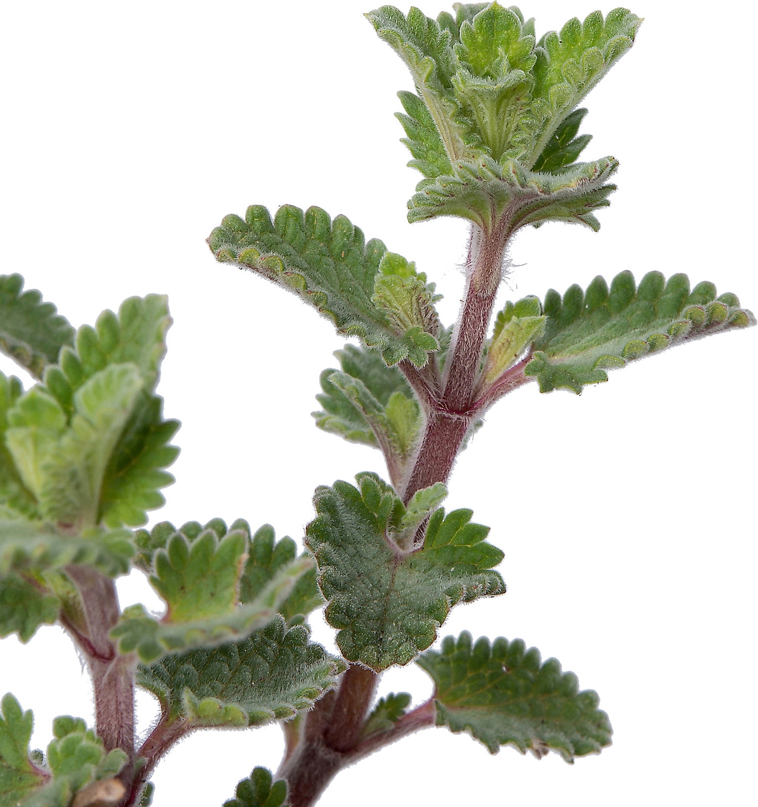 Kattenkruid (Nepeta racemosa 'Snowflake') D 9 H 10 cm