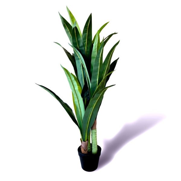 Oliivo Dracena fragrans 120cm