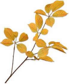 Silk-Ka kunsttak Wilde wingerd 75 cm