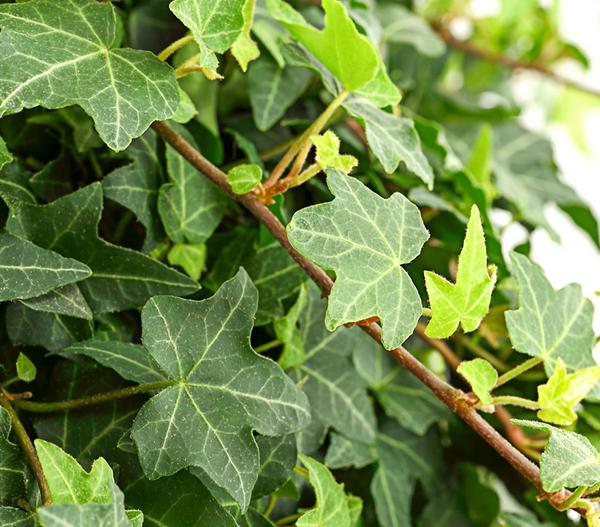 Efeu - Hedera helix 'Mein Herz', Ampel