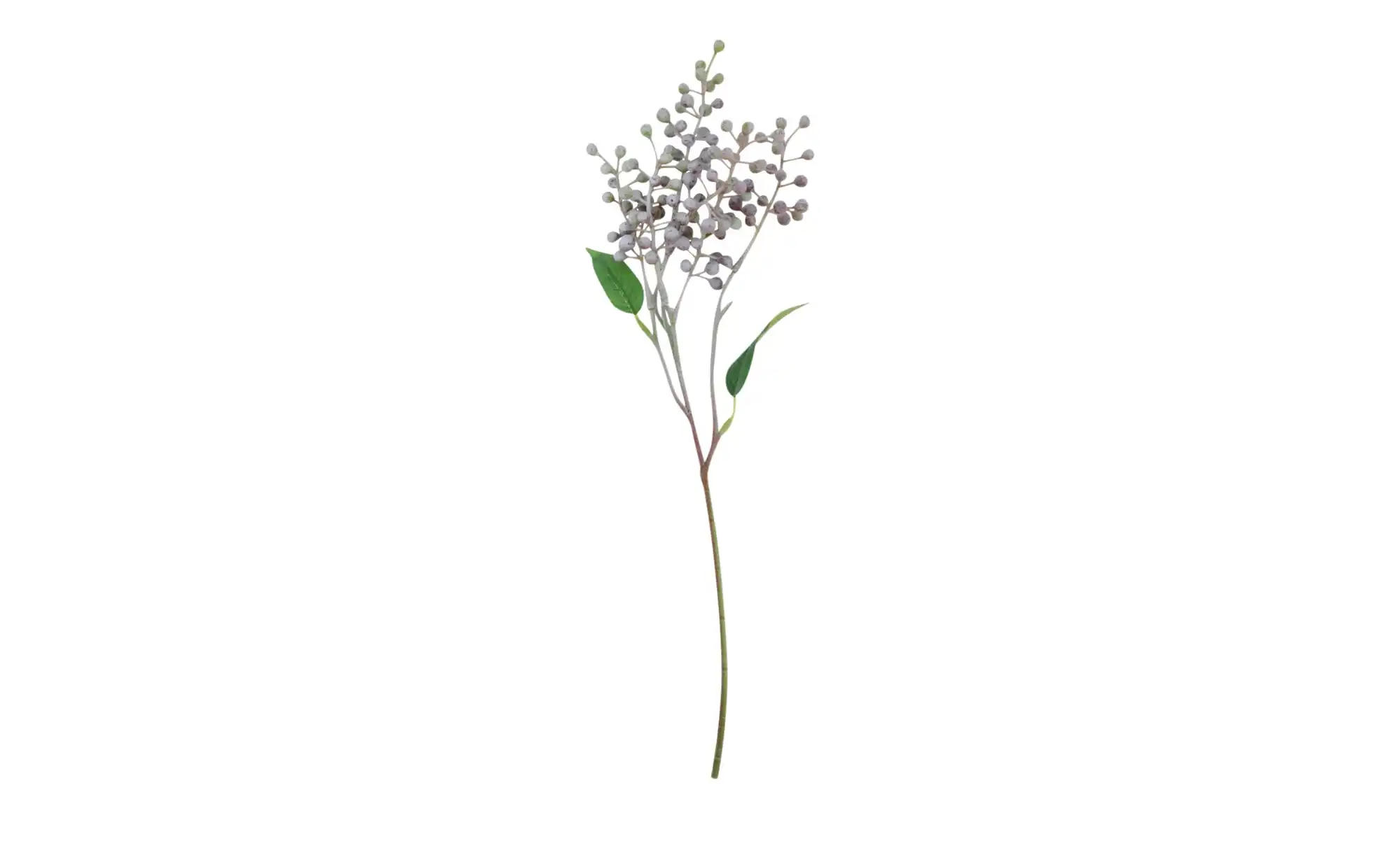 Beerenpick Zweig