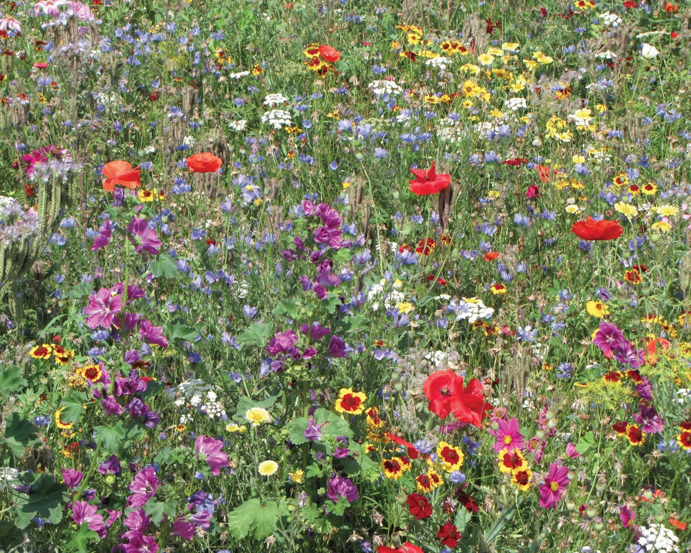 Graines mélange coccinelles • graines : 25 gr / 5m²