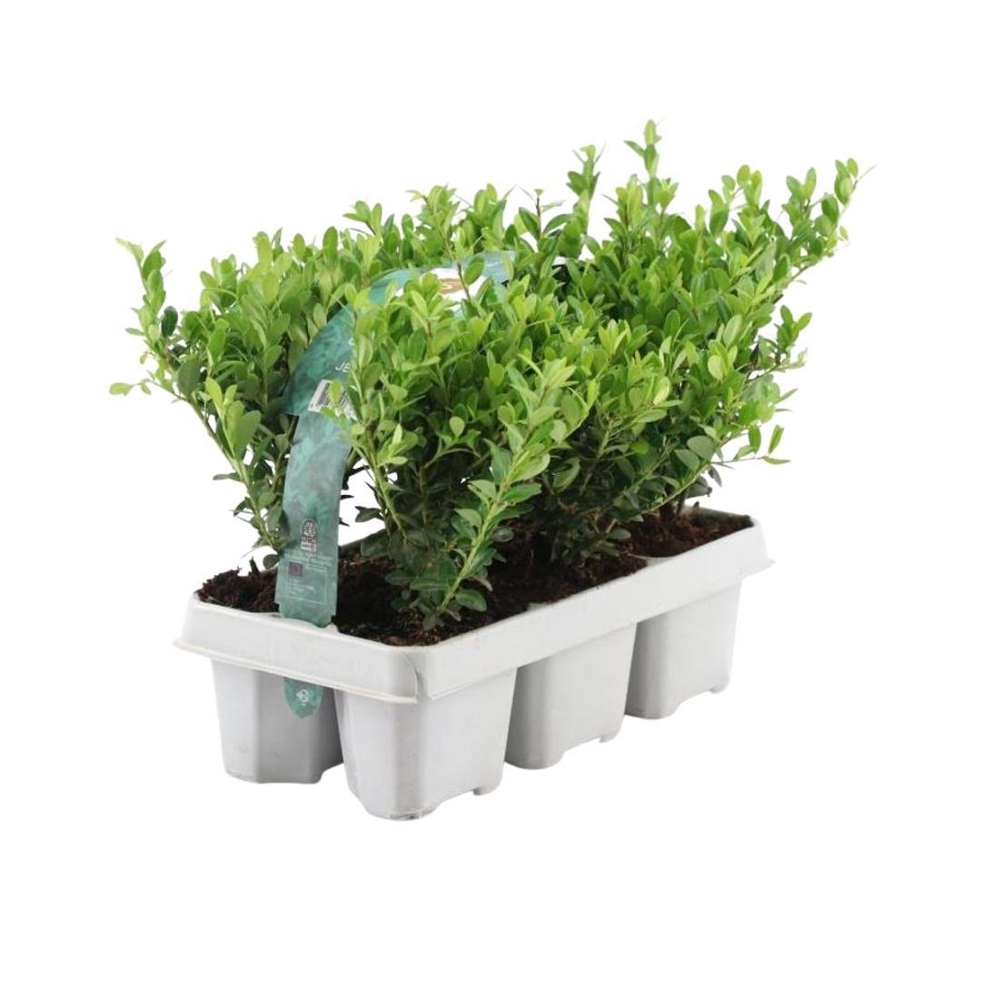 Ilex crenata 'jenny' - lot de 6
