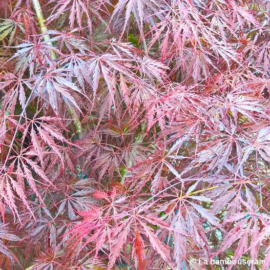 Acer palmatum dissectum 'Tamukeyama' C7L H60/80cm