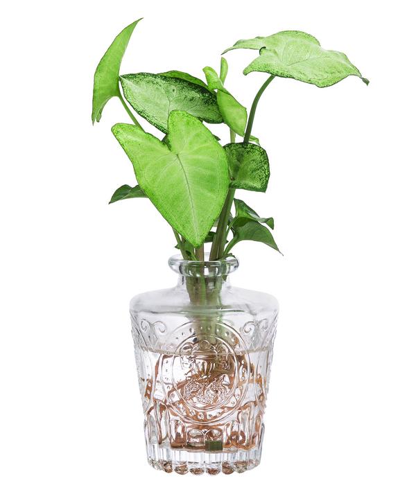 Waterplant-Set Whiskey-Duo in Glasflaschen,