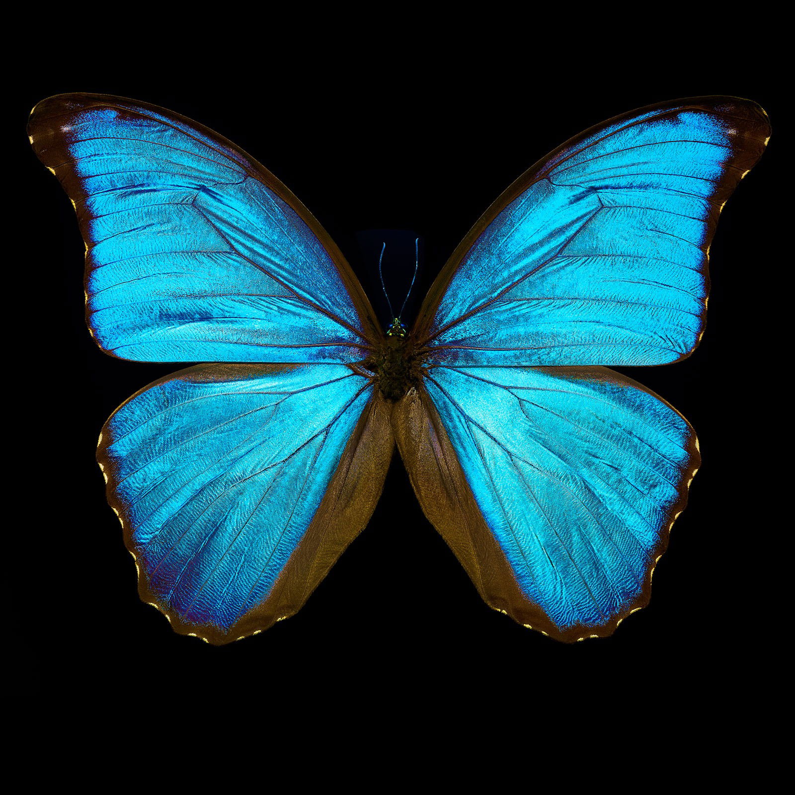 Butterfly III by Heiko Hellwig - Petites - Small Open Edition.