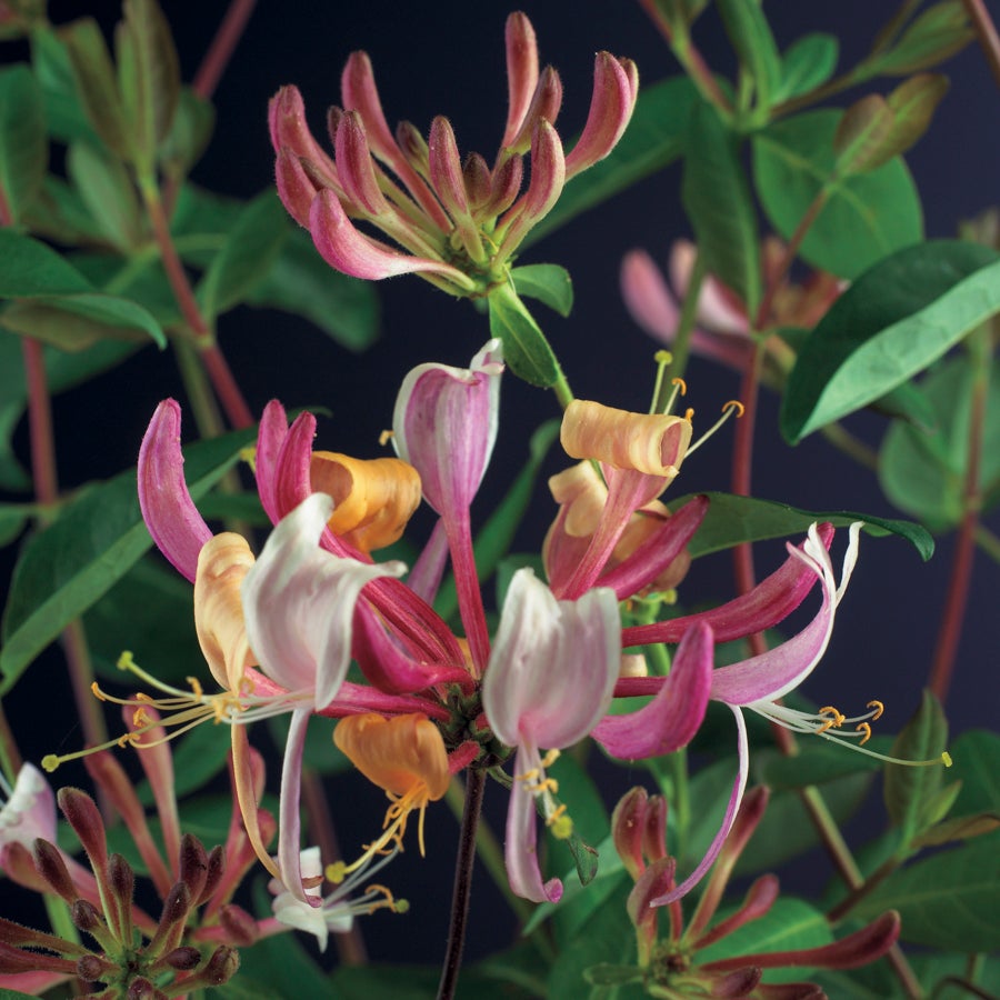 Kamperfoelie (Lonicera periclymenum 'Serotina') D 23 H 210 cm