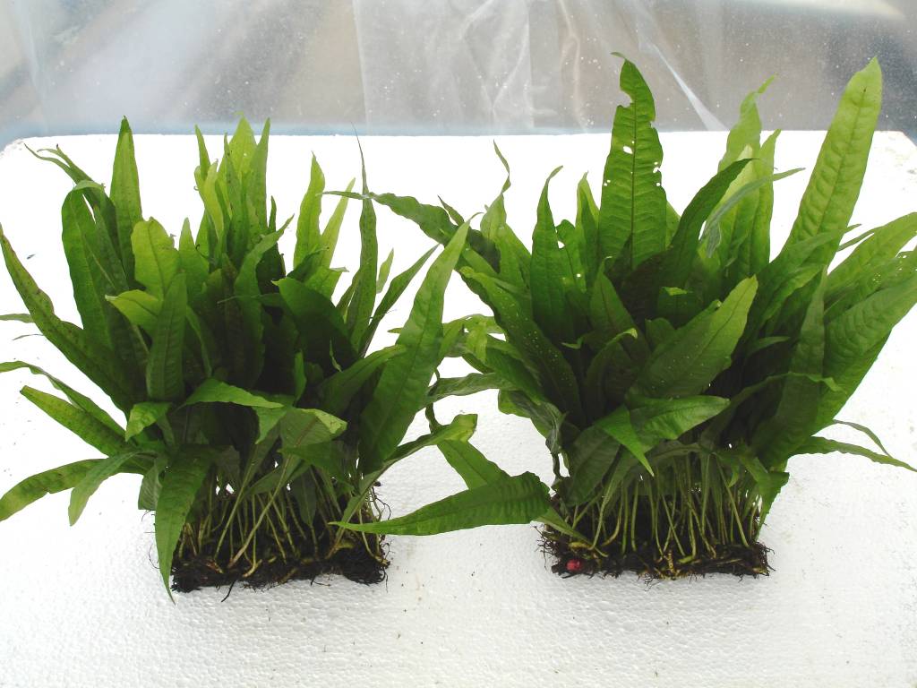 Waterplant Microsorium Pteropus op mat 10x5cm