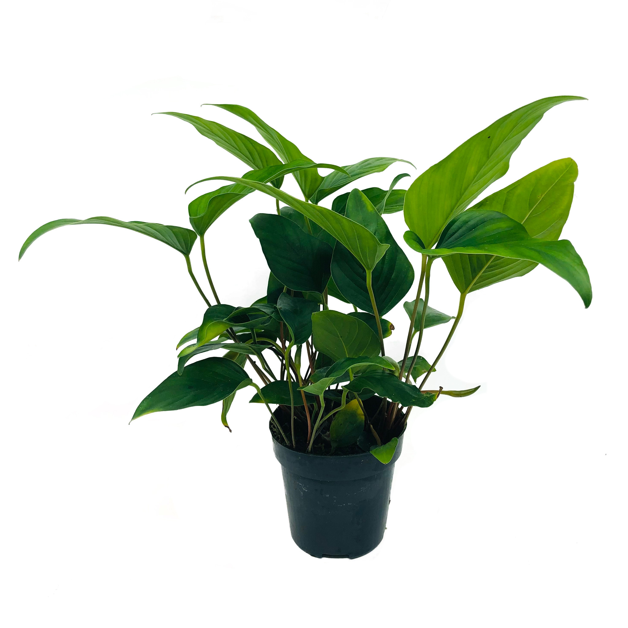 Anubias Hastifolia - Extra Groot