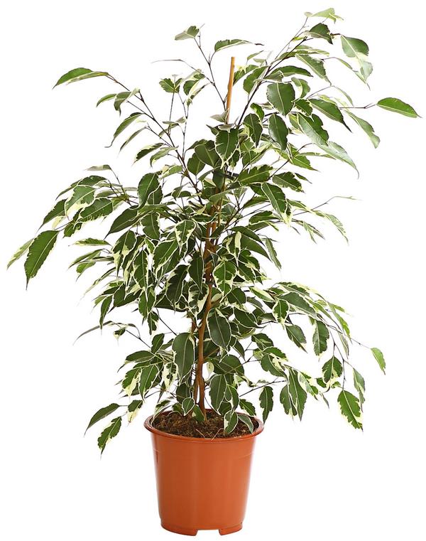 Birkenfeige - Ficus benjamina 'Forever',