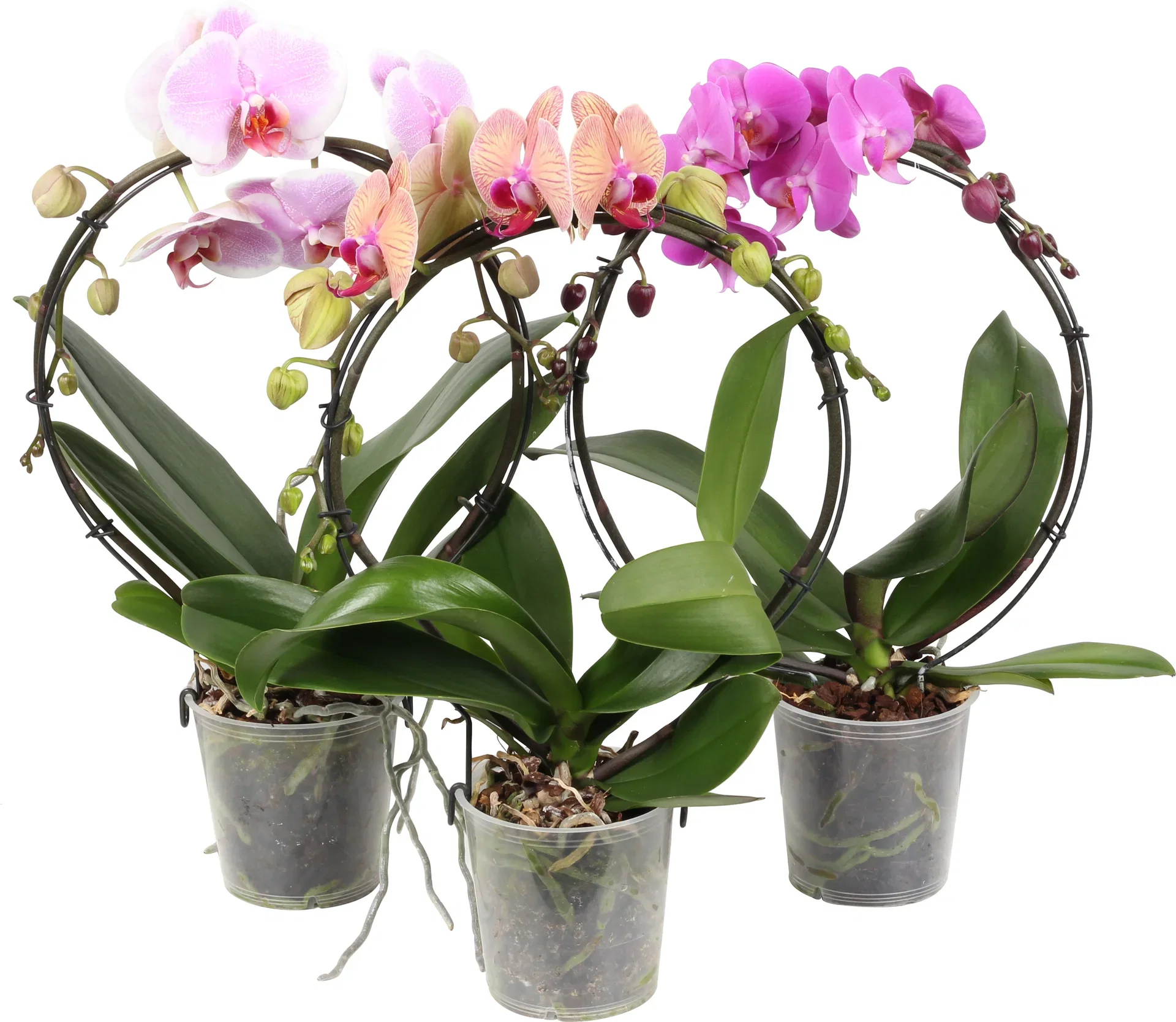 Phalaenopsis hybrid Orkidé på bøyle Høyde 40 cm
