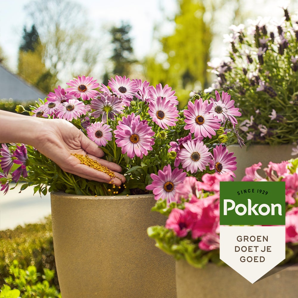 Pokon langwerkende voedingskorrels 1650 gr