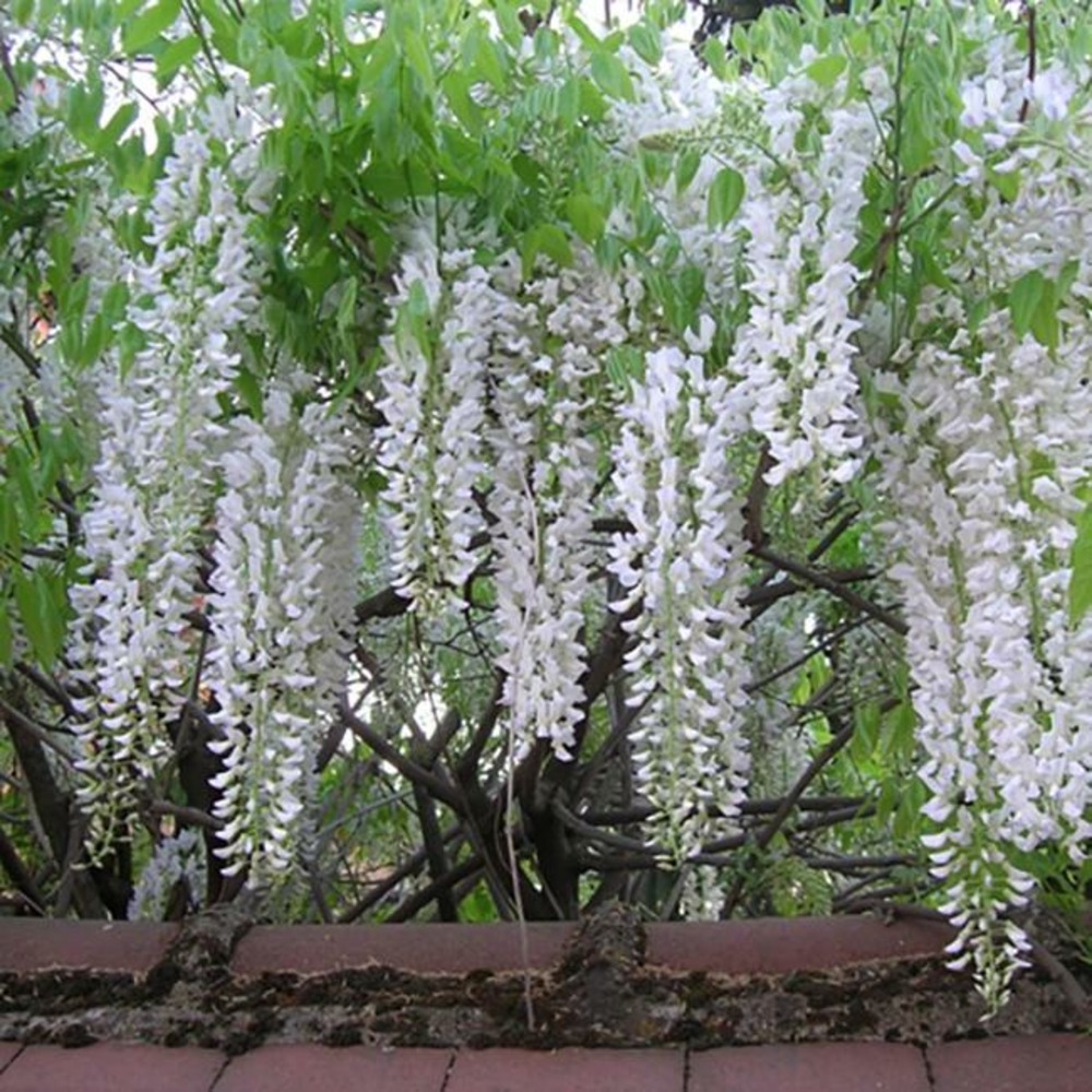 Glycine du japon 'alba' - wisteria floribunda 3l