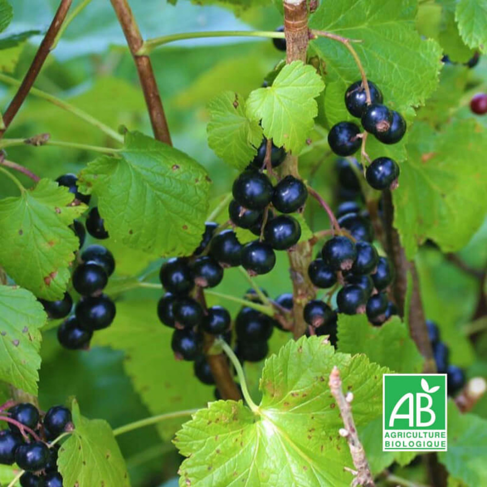 Cassis 'royal de naples' bio - godet 9cm