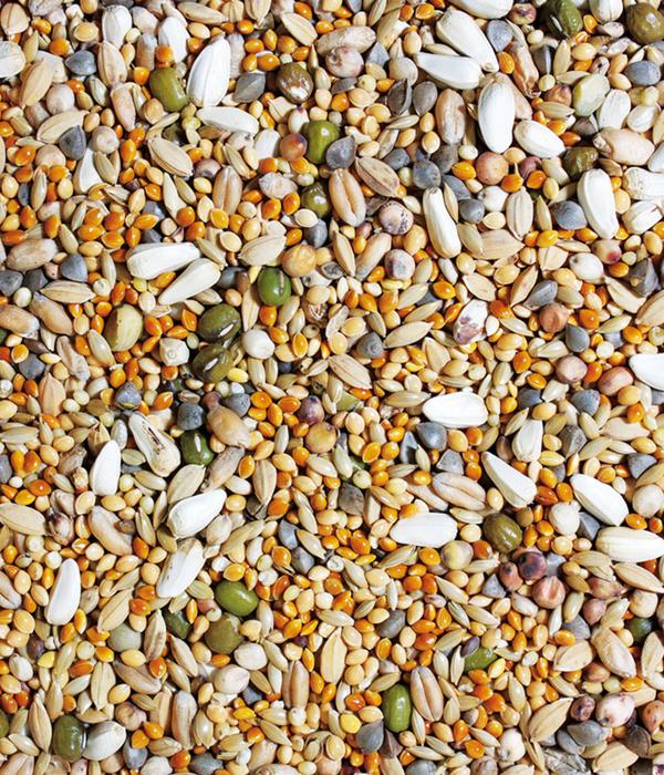 JR FARM Vogelfutter fresh Keimfutter für