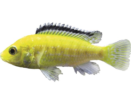 Gele Labidochromis-vis - Labidochromis careuleus