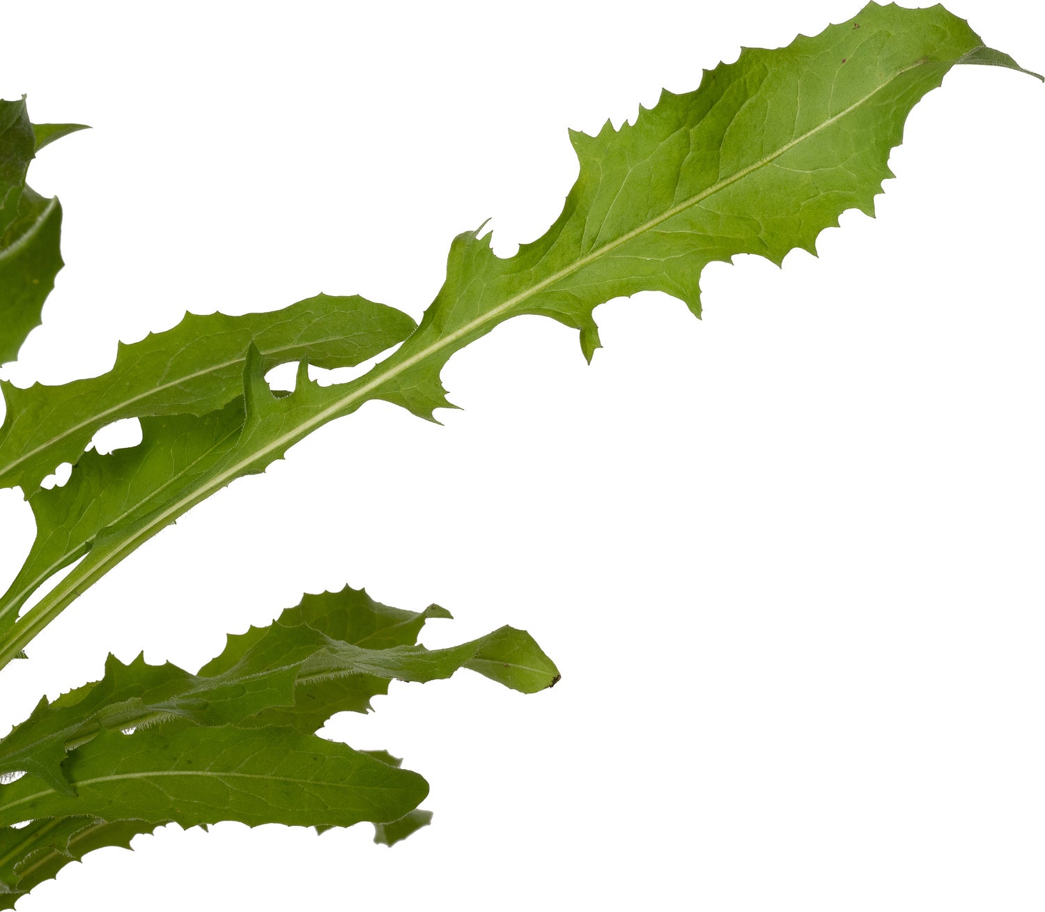 Wilde cichorei (Cichorium intybus) D 11 H 15 cm