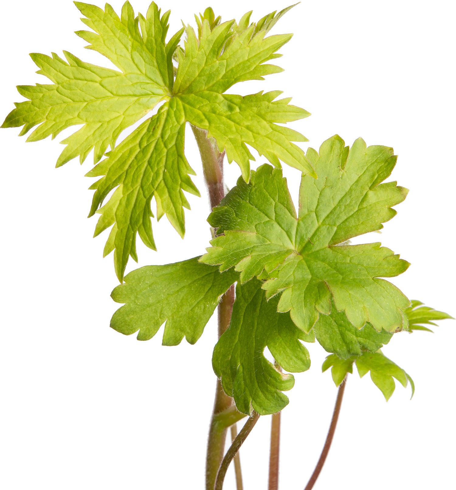 Ridderspoor (Delphinium (P) 'Astolat') D 11 H 150 cm